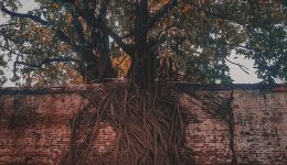 1200px-Tree_Growing_on_Fence_of_Freedom_Park_in_Lagos